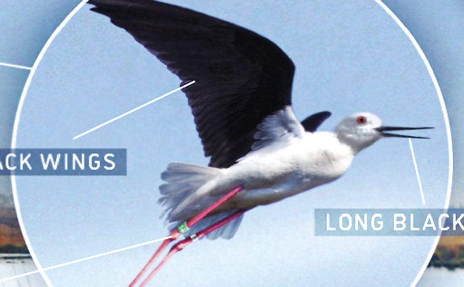 Fictions: It’s Her Turn