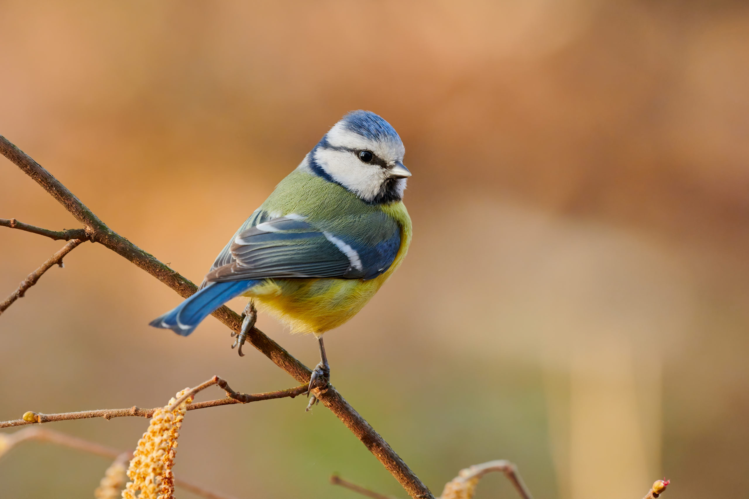 Being around birds improves mental health, research finds