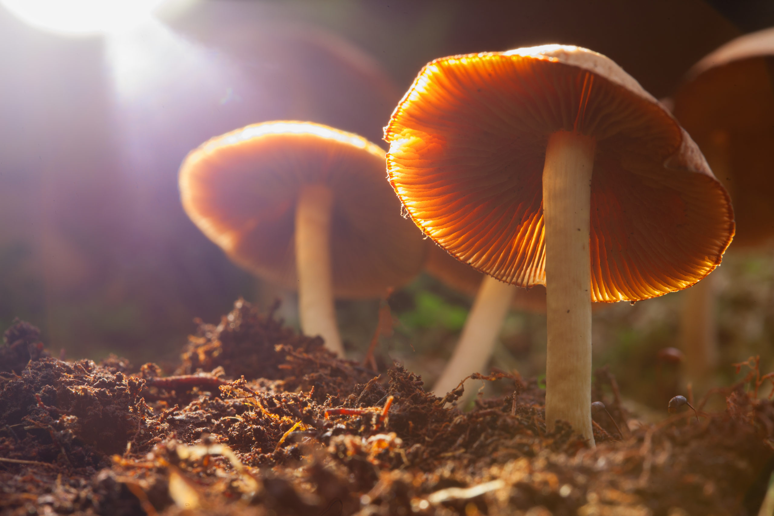 Magic mushroom ingredient can reduce depression, study finds